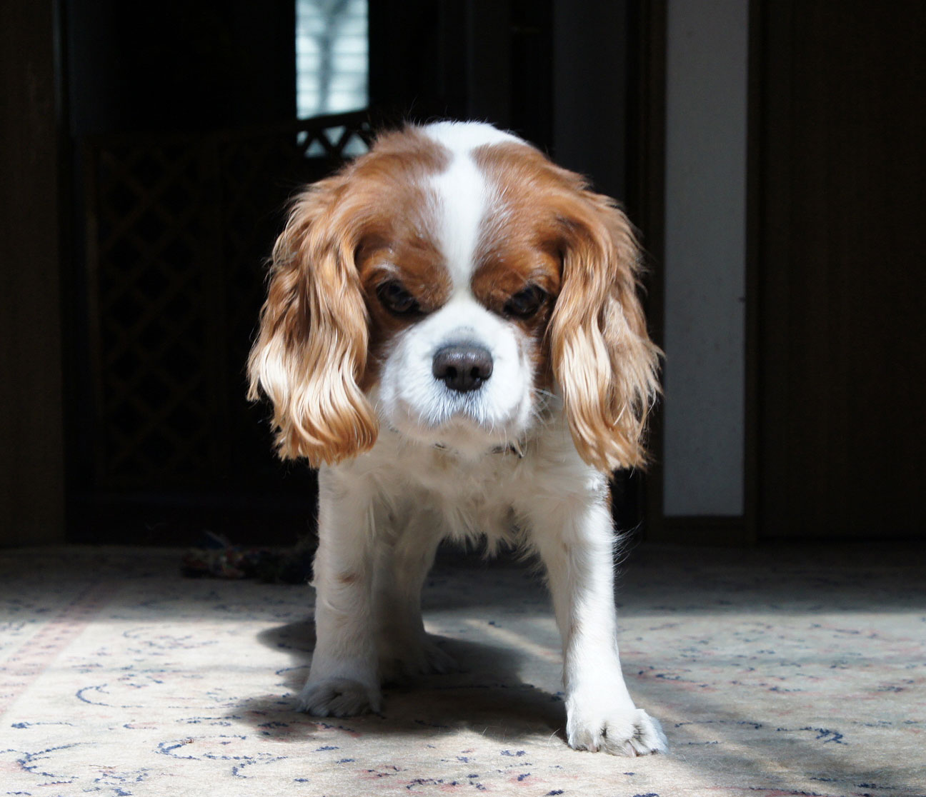 怒れる犬