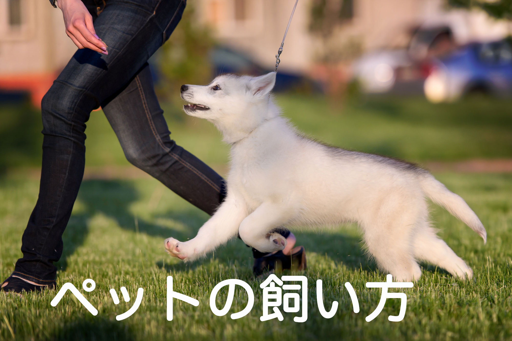 元気な犬