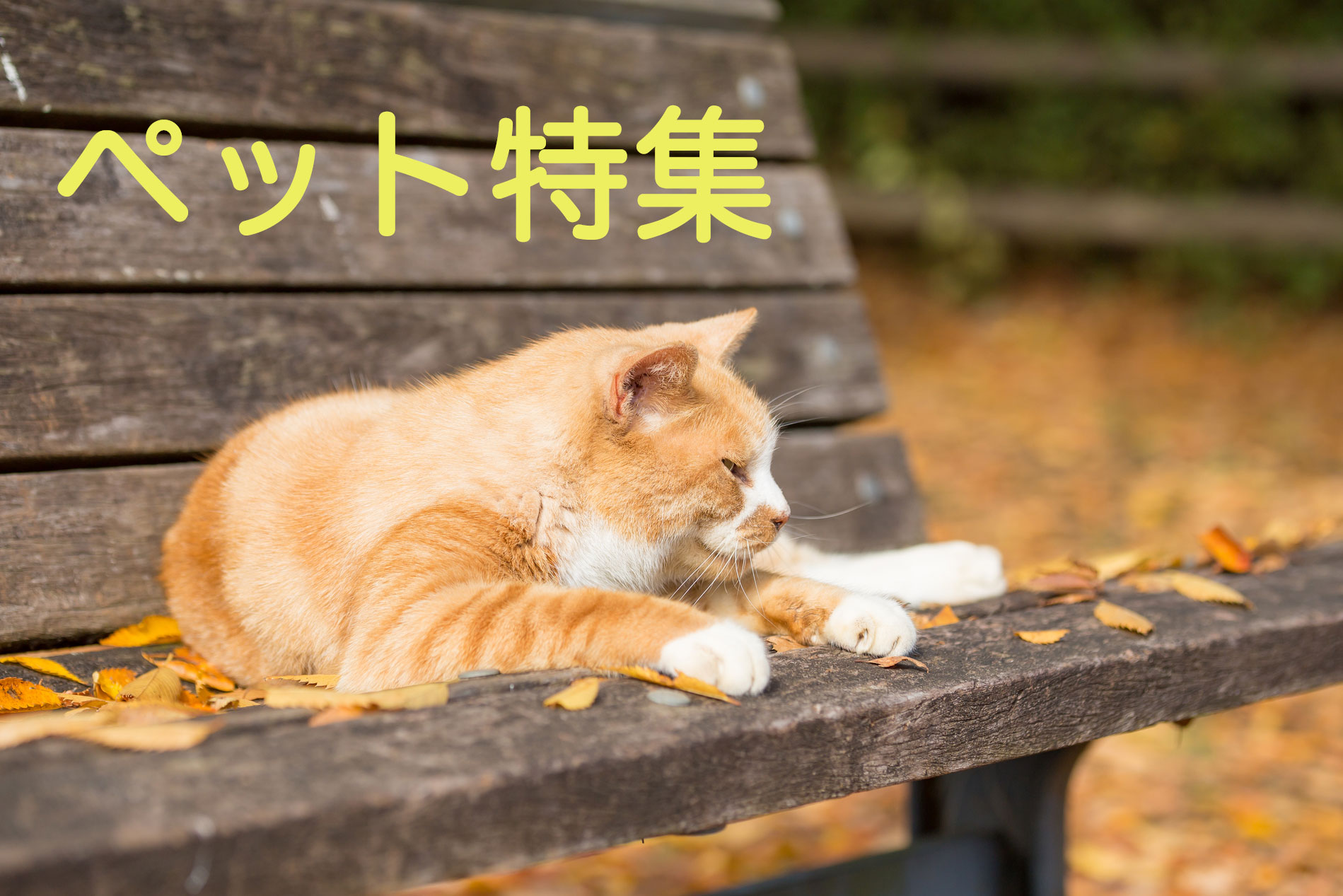 眠い猫