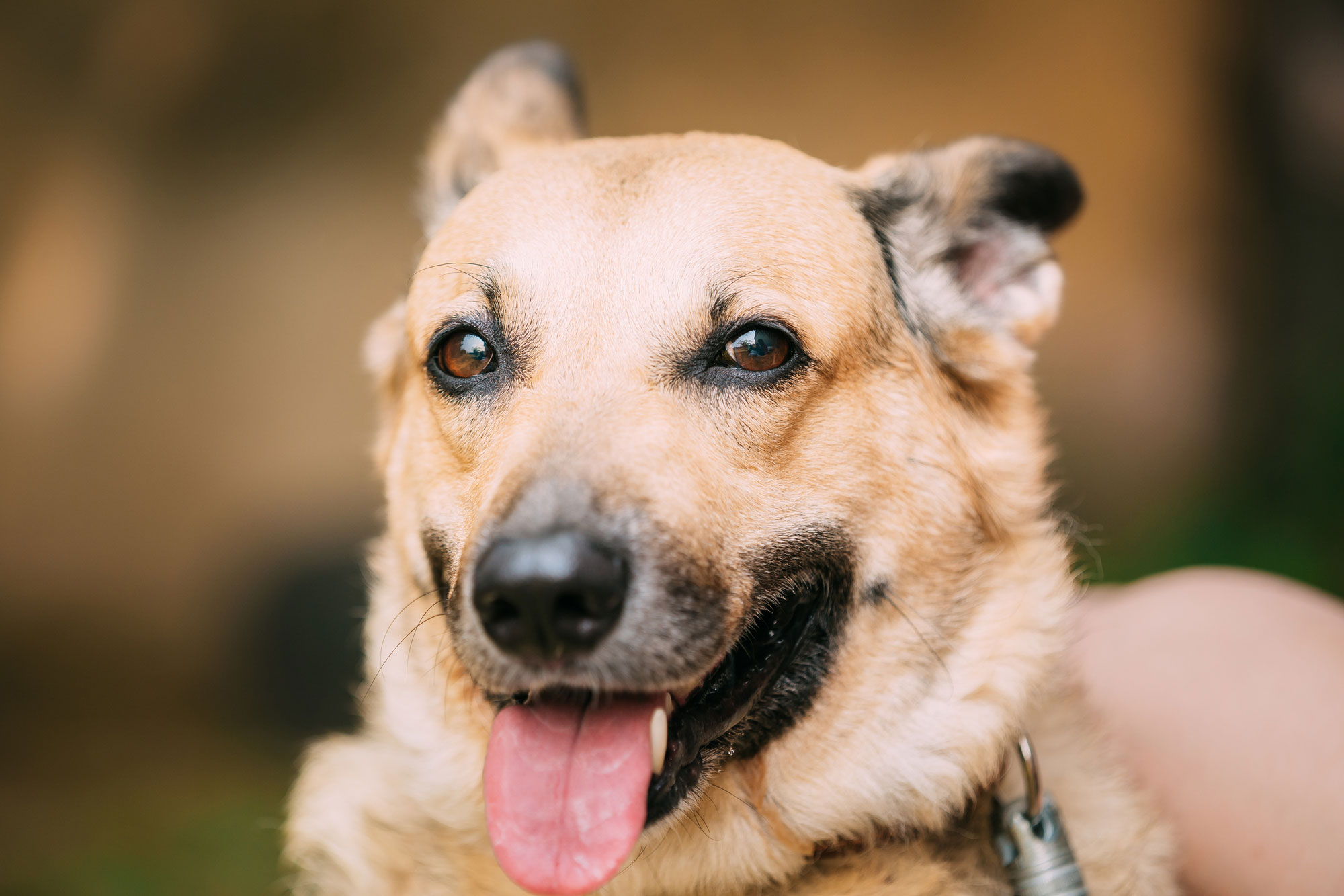 舌を出す犬