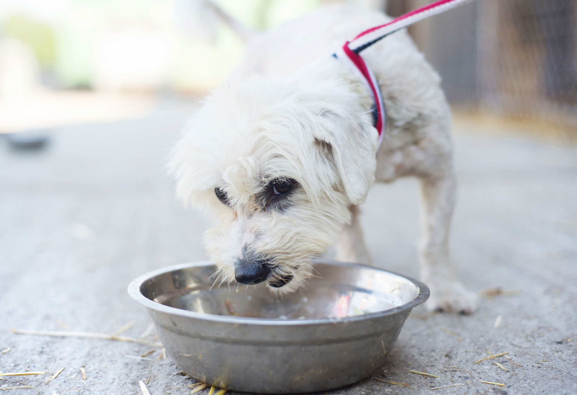 水を飲む犬