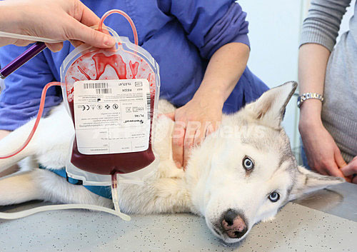輸血される犬